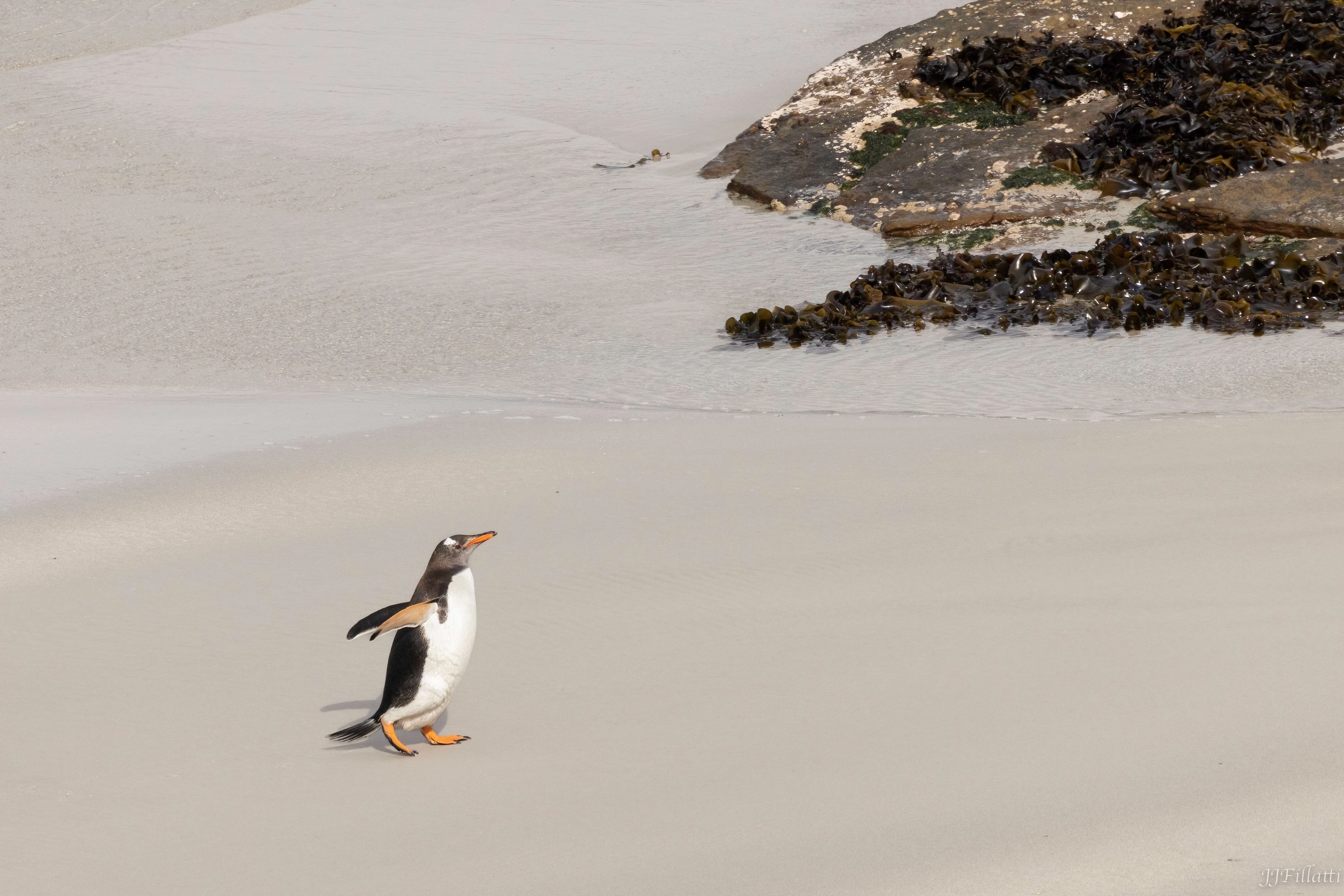 bird of the falklands image 26